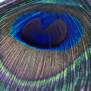 Peacock Earrings Round Drops