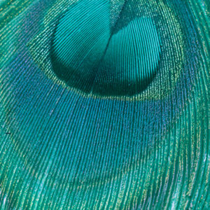 Green Round Peacock Feather Earrings