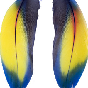 Macaw Feather Earrings 1